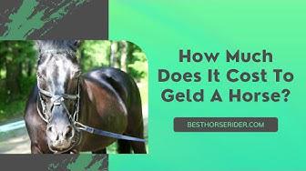 'Video thumbnail for How Much Does It Cost To Geld A Horse?'
