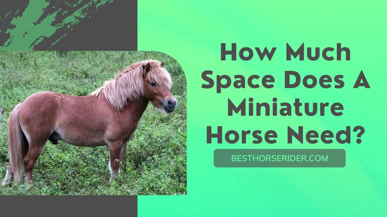 'Video thumbnail for How Much Space Does A Miniature Horse Need?'