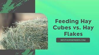 'Video thumbnail for Feeding Hay Cubes vs. Hay Flakes'