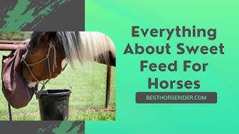 'Video thumbnail for Everything About Sweet Feed For Horses'