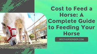 'Video thumbnail for Cost to Feed a Horse: A Complete Guide to Feeding Your Horse'
