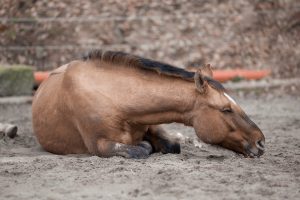 Different types of Colic In Horses and their Causes