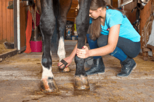 Horse Hooves Facts