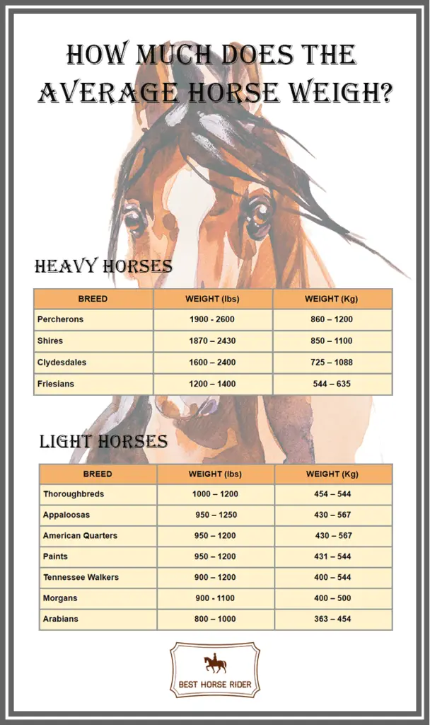How much Does the Average Horse Weigh: Different Breeds