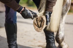 Horse Hoof Problems: Underneath the Hoof