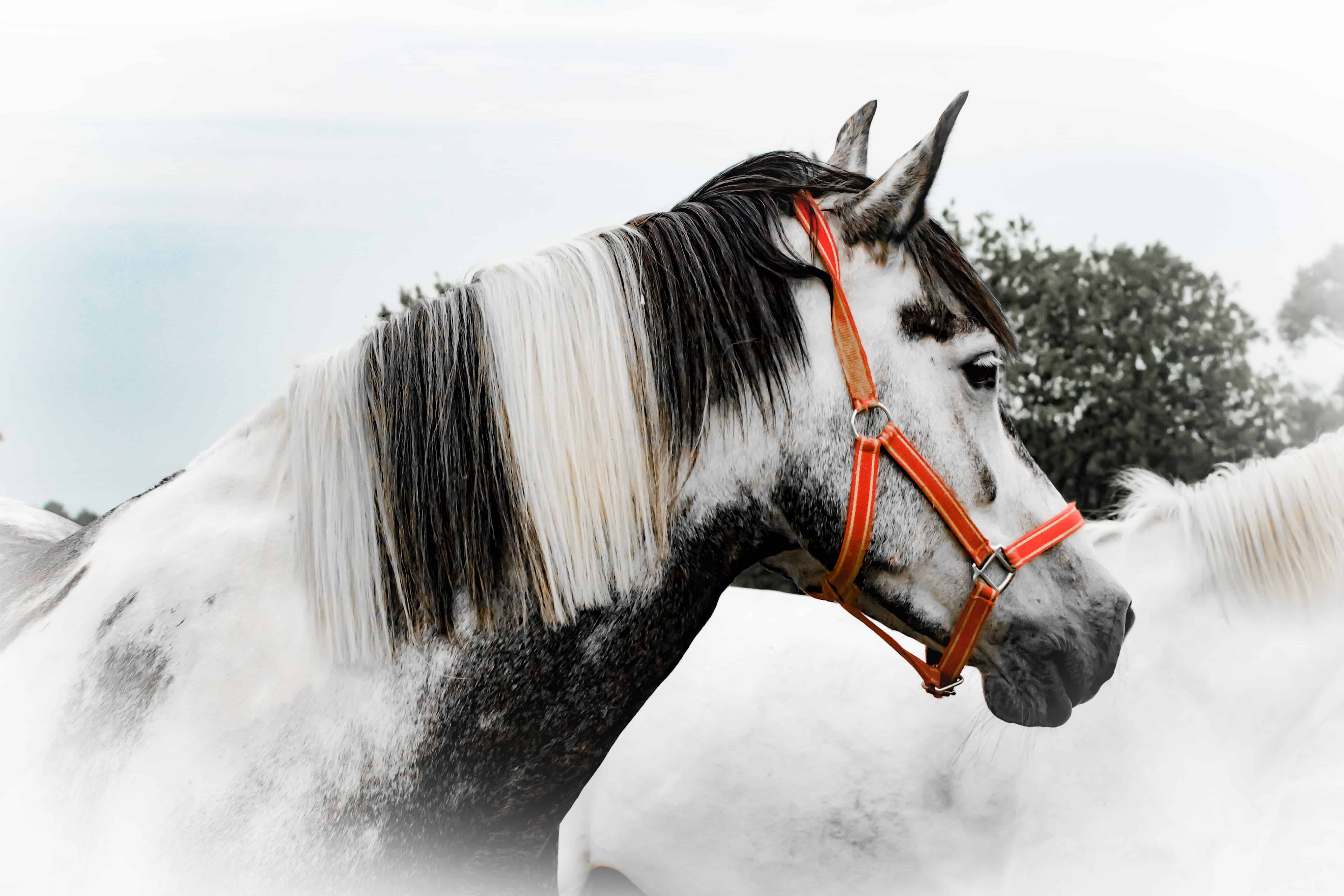 Tall Horse Breeds-Oldenburg: Sizably Sporty