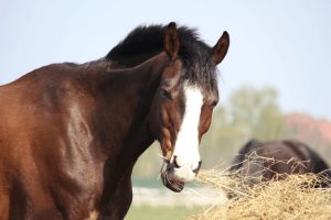 How Much Does a Horse Cost: Monthly Costs of Owning One