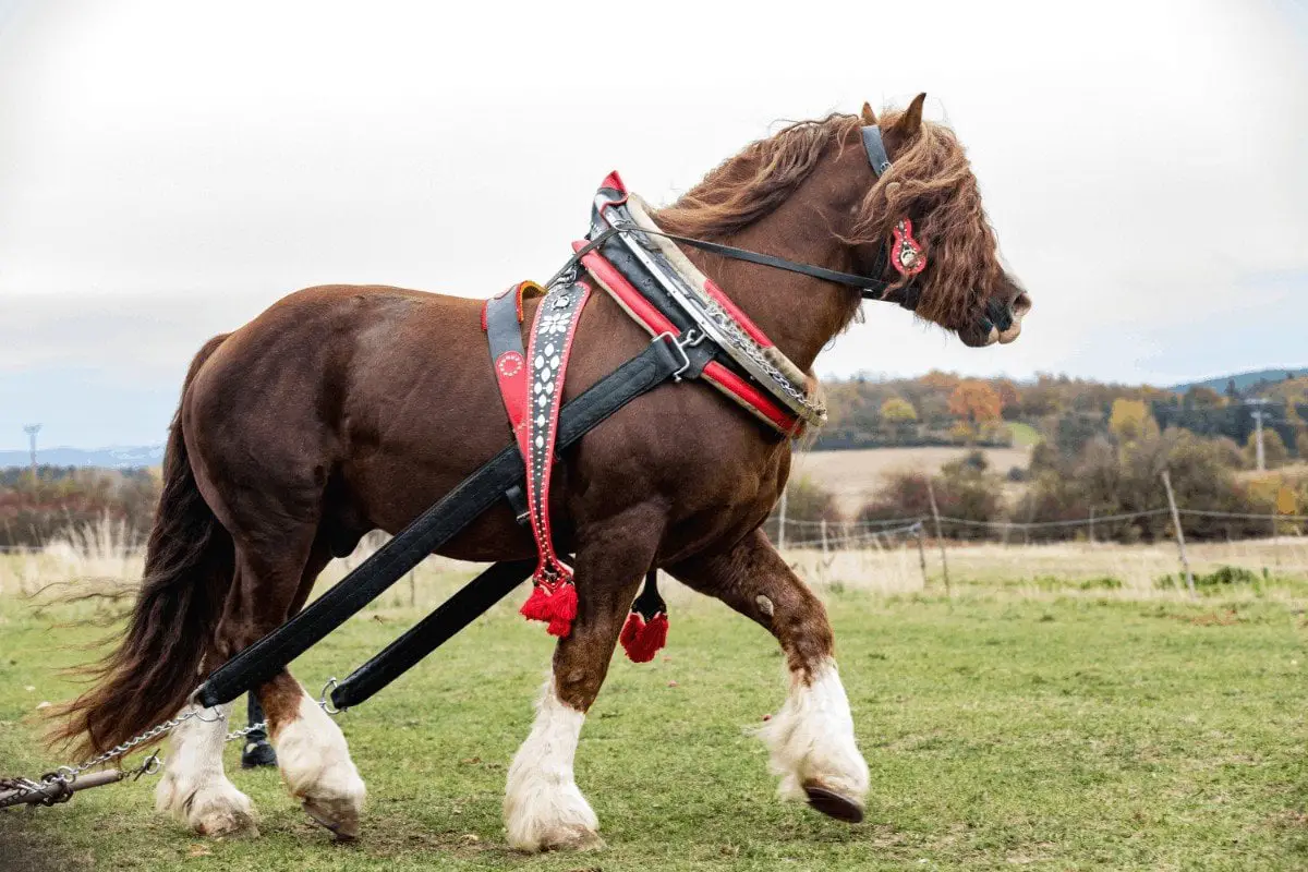 Top 7 Tallest Horse Breeds - All You Need to Know - Best Horse Rider