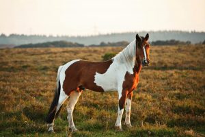 Horse Color Genetics: Gene TO