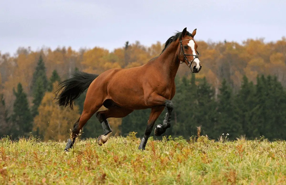 How Much Does a Horse Cost? Average Cost of Owning One.