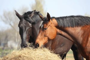 Colic In Horses Treatments