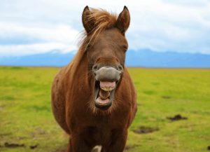 How much does horse teeth floating cost? Learn to Care for Your Horse's Teeth