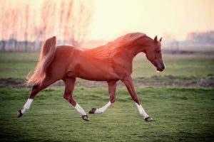 How Much Does An Arabian Horse Cost? All About an Arabian Horse Price.