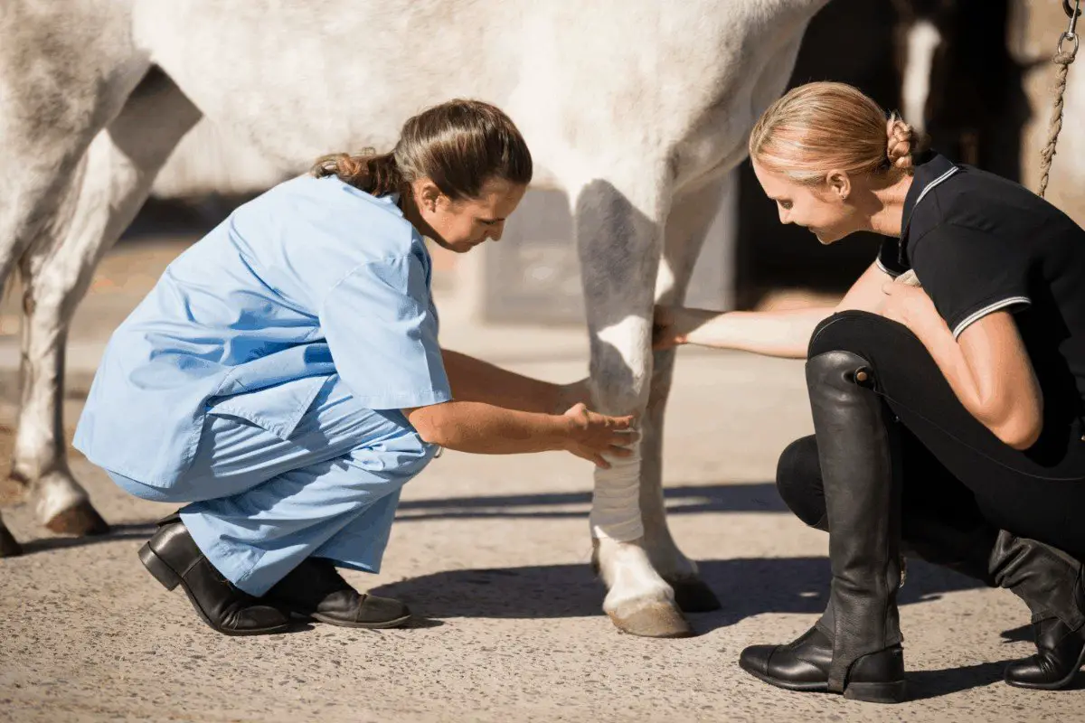What is Proud Flesh in Horses and How to Prevent It?