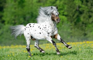 Appaloosa Horse Temperament. Top Experts' Advices
