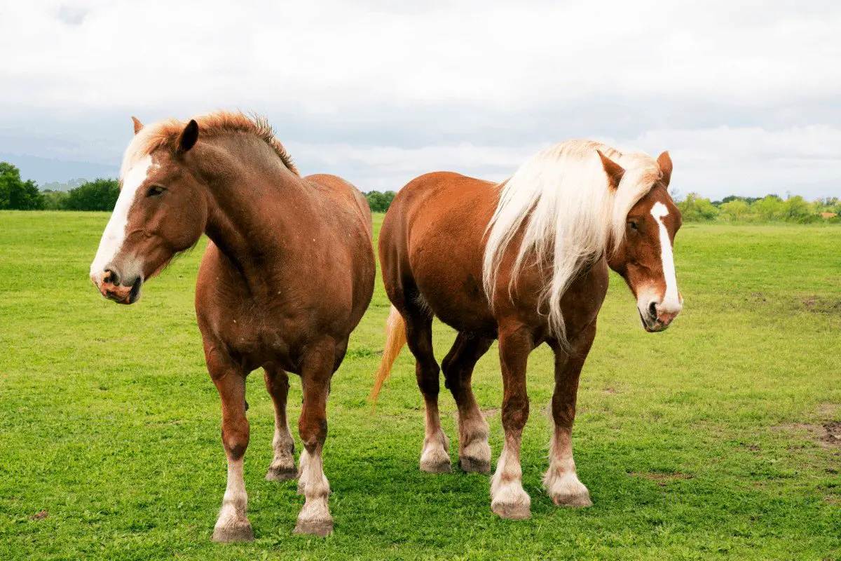 Belgian draft horse vs Clydesdale. What is the difference?