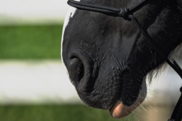 Horse Body Language: Horse Muzzle