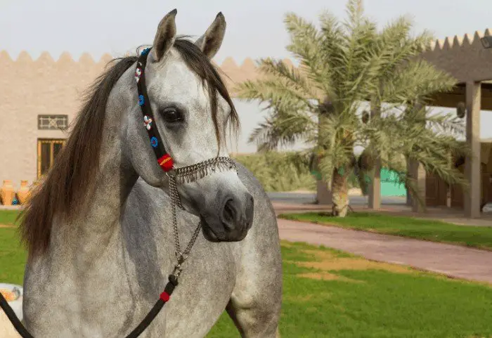 How Much Does An Arabian Horse Cost? Arabian Horse Price Information.
