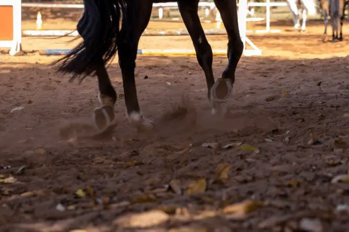 Horse Body Language: Horse Legs Language