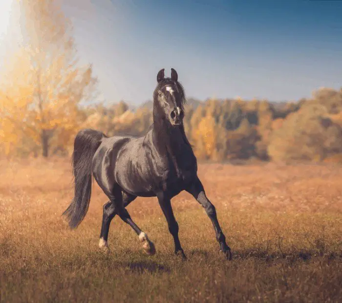 General Information on Arabian Horses - Arabian Horse Cost Information