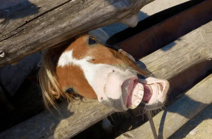 Why Is Floating A Horse's Teeth Important?