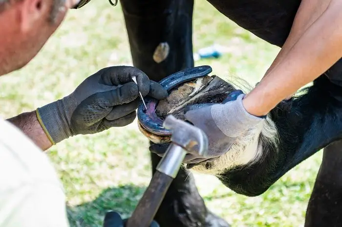 Shoeing a Horse: Should Your Horse Wear One?
