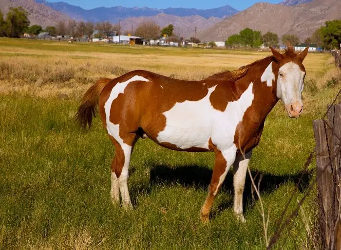 Pinto vs Paint Horse: Body Type & Temperament