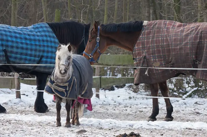 When to Blanket a Horse? Temperature Guide for Cold Weather