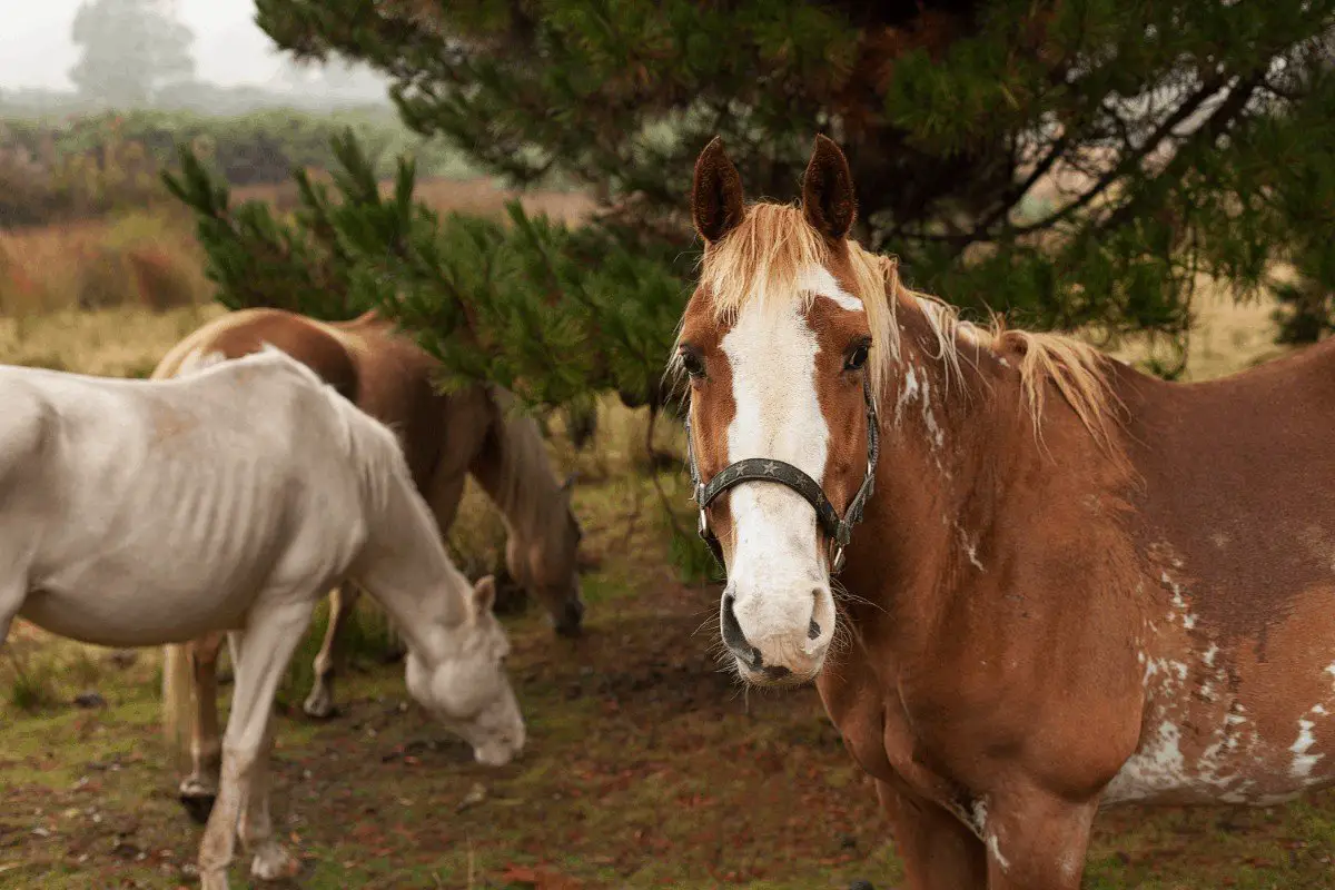 How to Treat Rain Rot on Horses