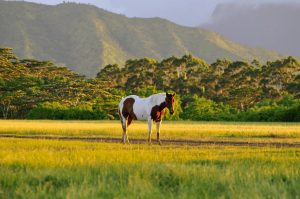 Origins of the Appaloosa Horse