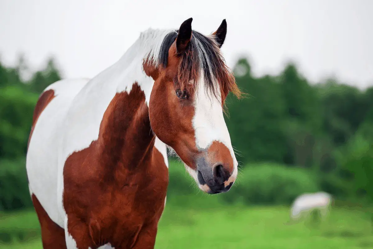 types of paint horses