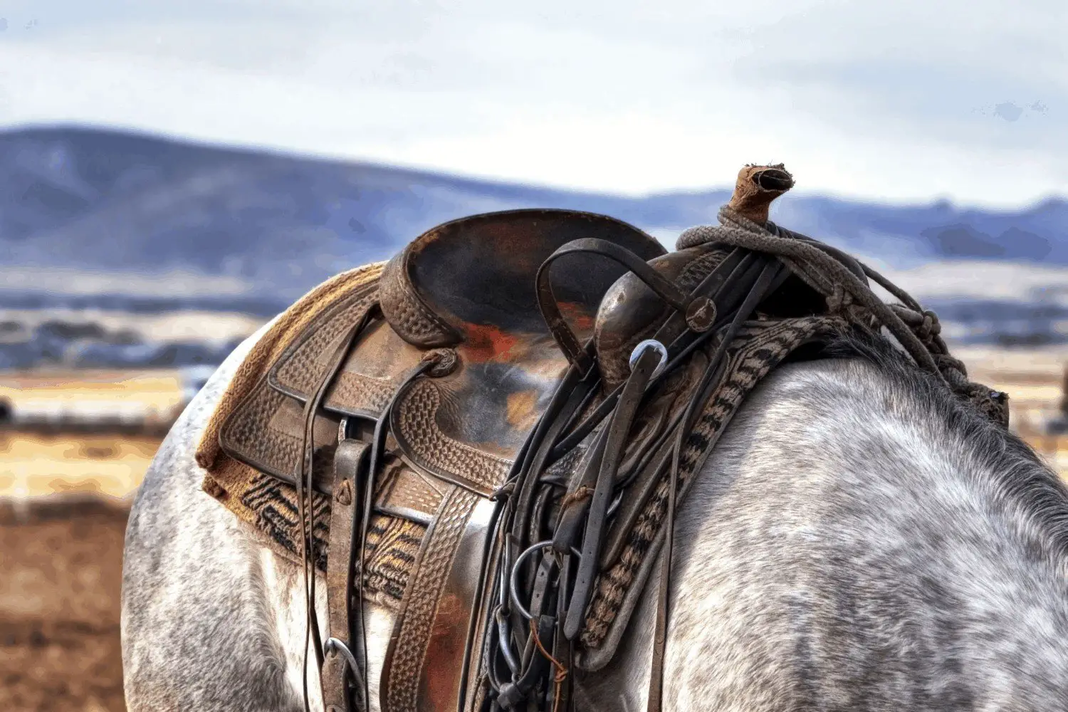 The Best Saddle for Trail Riding