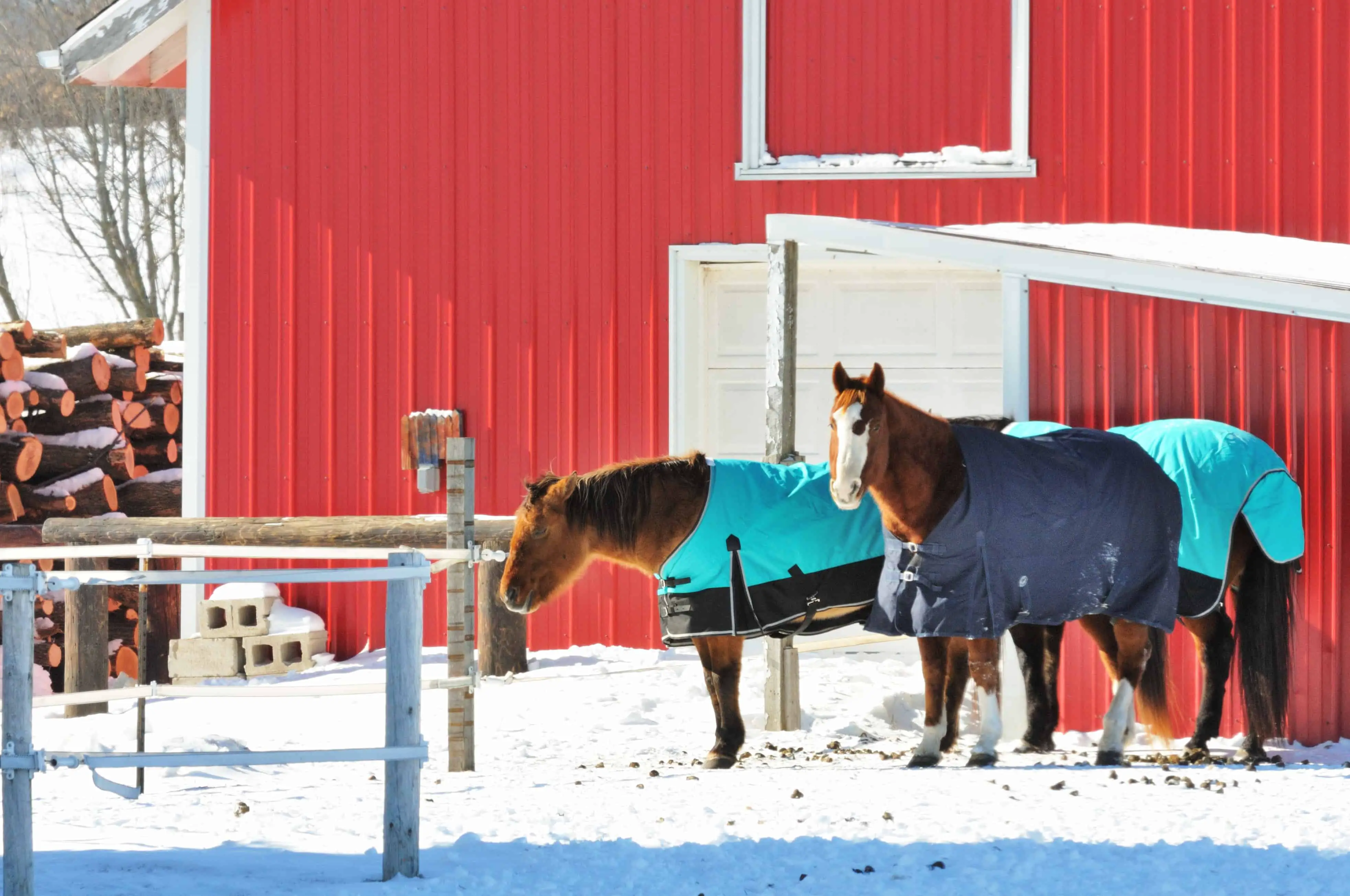 When to Blanket a Horse - Temperature Guide for Cold Weather