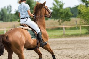 Which is the calmest horse breed for beginners