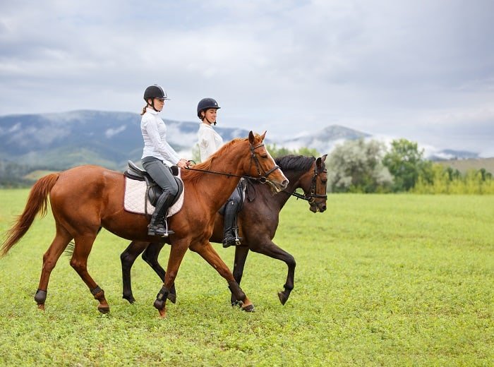 Types of Best Senior Horse Feed For Weight Gain
