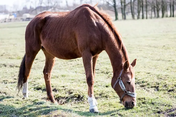 Best Senior Horse Feed For Weight Gain: Triple Crown Senior