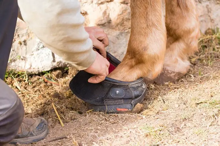 How to Choose Soaking Boots for Horses, What You Have to Consider
