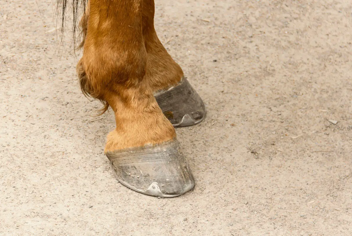 best horse soaking boots