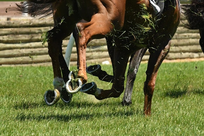 Causes of Front-Leg Lameness in Horses