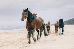 Hot-Blooded Horse Breeds