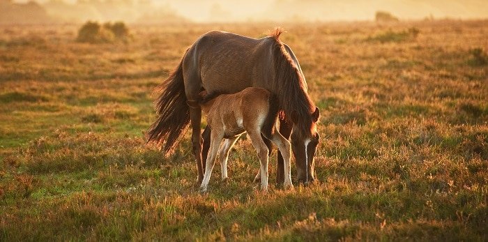 What is the average baby horse weight? How much do horses weigh?