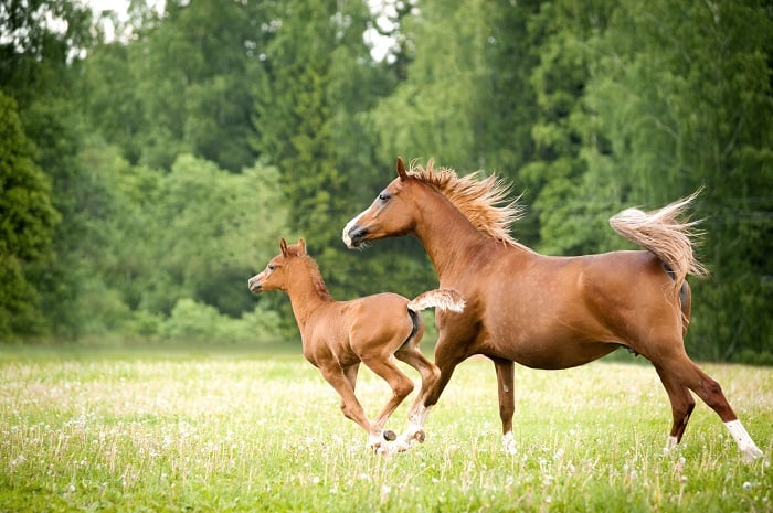 How Much Does a Baby Horse Weigh? How much do horses weigh in general?