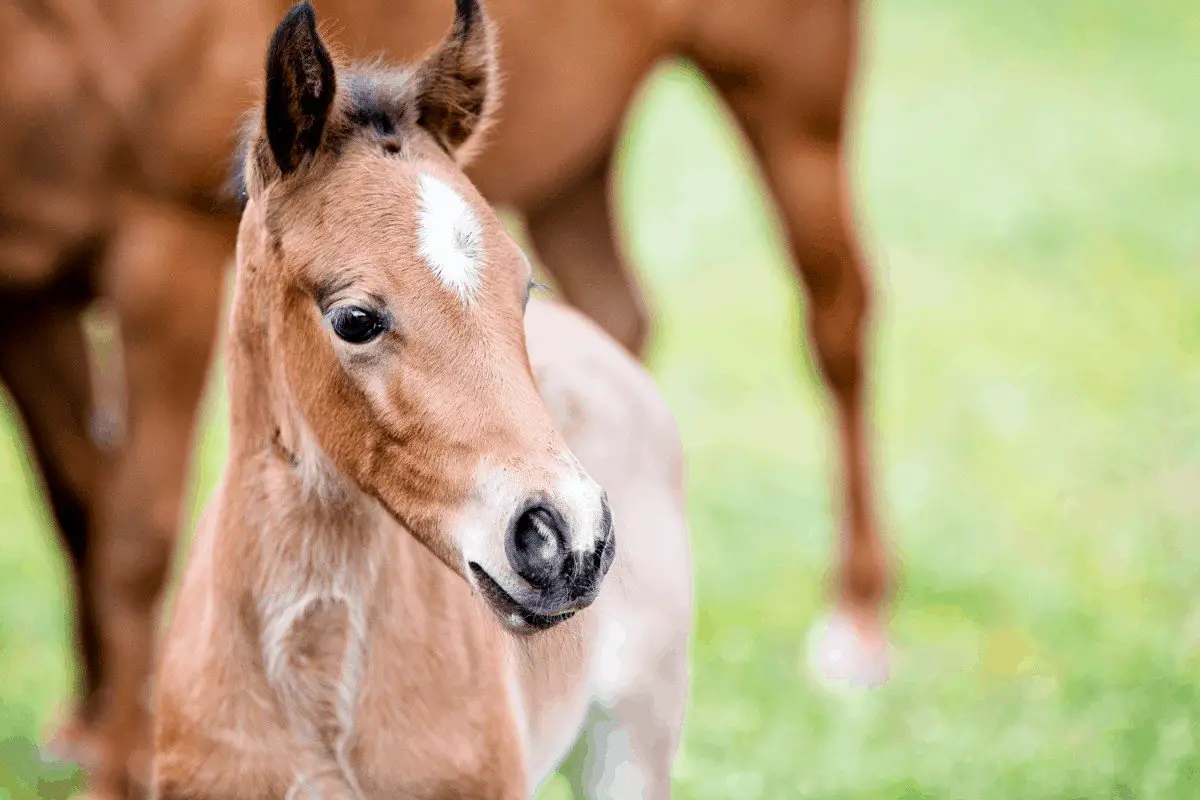 how much does a baby horse weigh