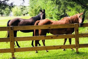 Portable Horse Corrals for Camping