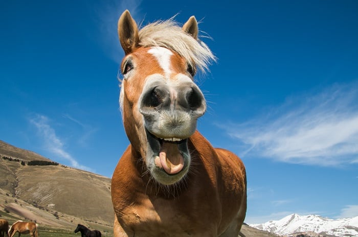 Why Do Horses Snort: Coping Mechanism