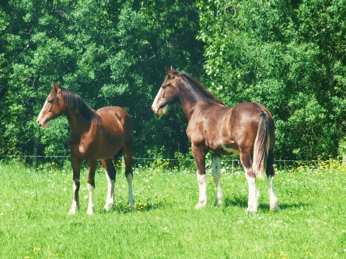 How Much Does A Clydesdale Cost Best Horse Rider,Pregnant Horse Triplets