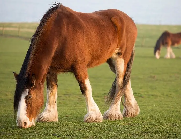Average Clydesdale Weight - How Much Does a Clydesdale Weigh?