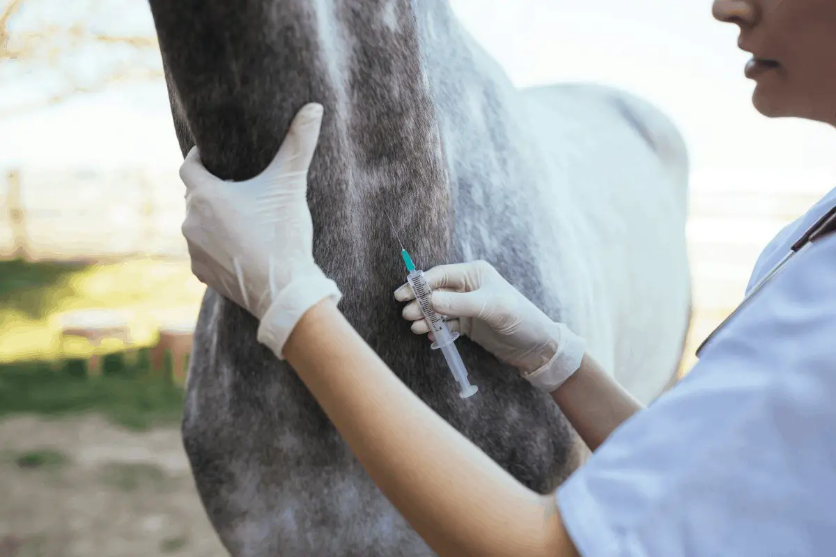 How Much Penicillin Can You Give a Horse