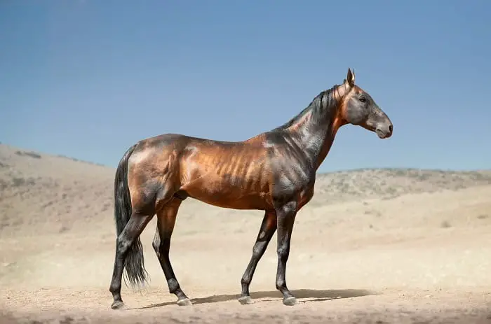 Draft Horse VS Riding Horse: Horse Types