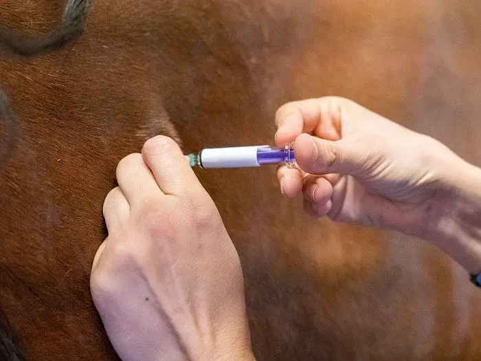 Rabies in Horses: Prevention